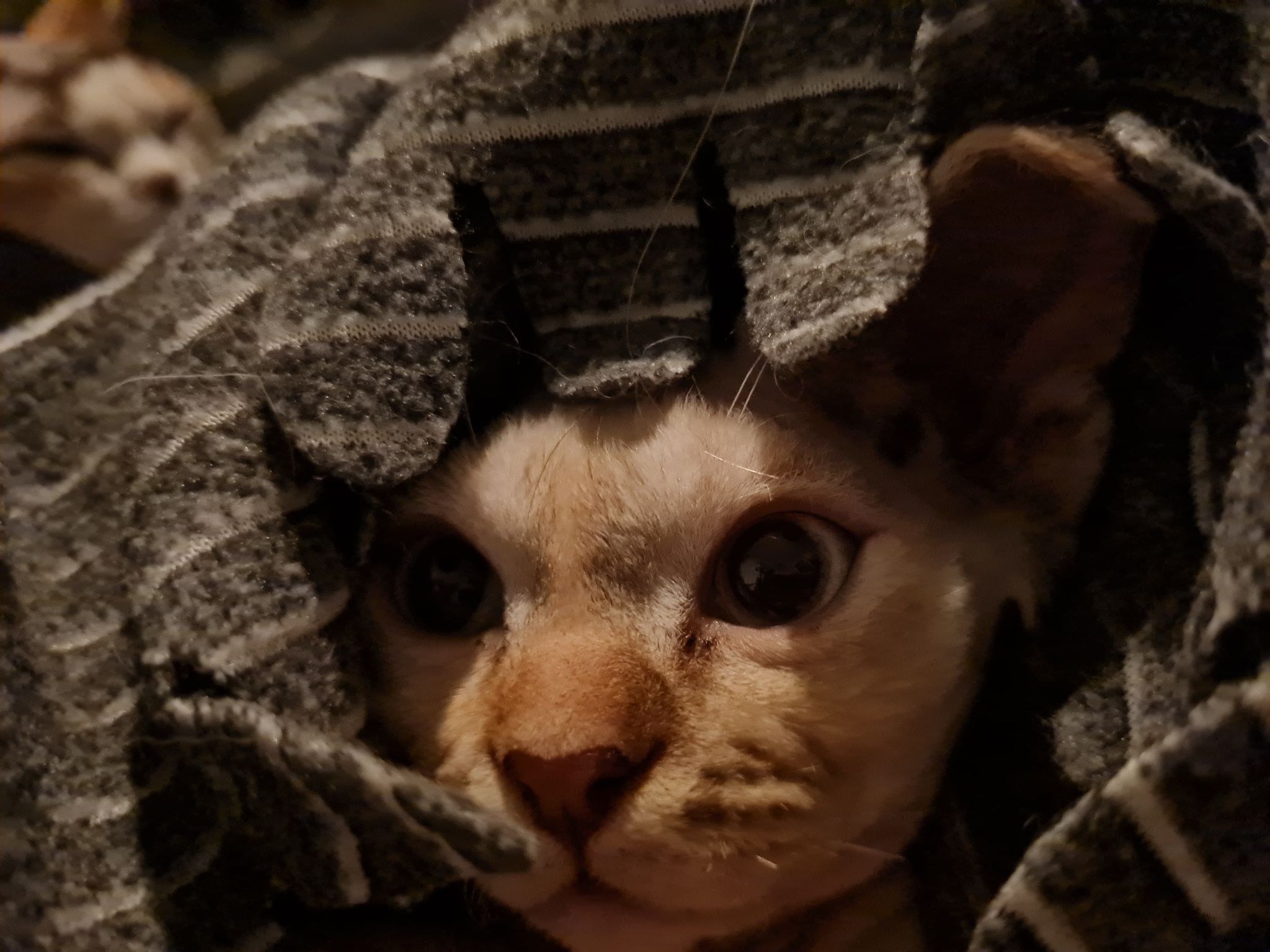 Tittut