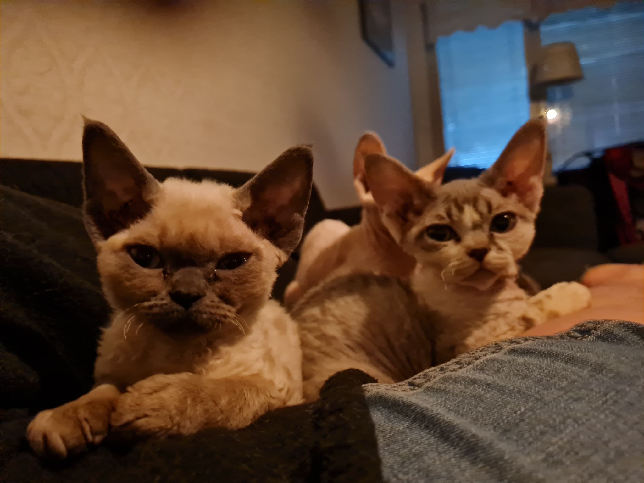 Indigolita och Gullan