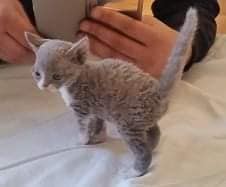 minih