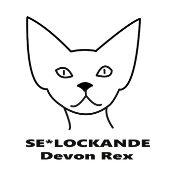 SE*Lockande DevonRex