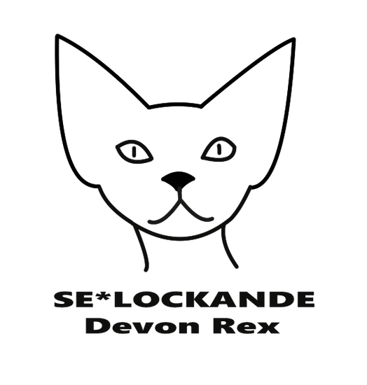 SE*Lockande DevonRex